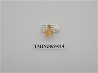 藏品(梯紋豔苔蛾)的圖片